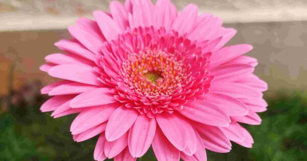 ラワーギフトに最適！ ガーベラの特徴と花言葉